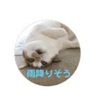 茶色いおへそとカギしっぽ（個別スタンプ：17）