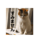 茶色いおへそとカギしっぽ（個別スタンプ：18）