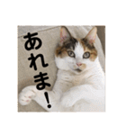 茶色いおへそとカギしっぽ（個別スタンプ：19）