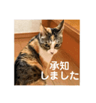 茶色いおへそとカギしっぽ（個別スタンプ：21）