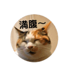 茶色いおへそとカギしっぽ（個別スタンプ：22）