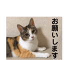 茶色いおへそとカギしっぽ（個別スタンプ：23）