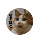 茶色いおへそとカギしっぽ（個別スタンプ：24）