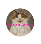 茶色いおへそとカギしっぽ（個別スタンプ：25）