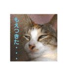 茶色いおへそとカギしっぽ（個別スタンプ：26）