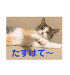 茶色いおへそとカギしっぽ（個別スタンプ：27）