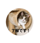 茶色いおへそとカギしっぽ（個別スタンプ：28）