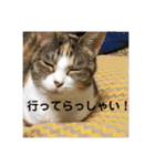 茶色いおへそとカギしっぽ（個別スタンプ：29）