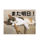 茶色いおへそとカギしっぽ（個別スタンプ：31）