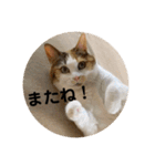 茶色いおへそとカギしっぽ（個別スタンプ：32）