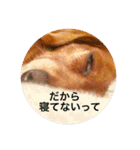ダックスフンド 日常編（個別スタンプ：3）