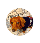 ダックスフンド 日常編（個別スタンプ：9）