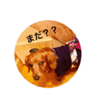 ダックスフンド 日常編（個別スタンプ：10）