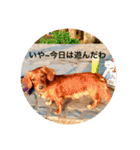 ダックスフンド 日常編（個別スタンプ：18）