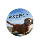 ダックスフンド 日常編（個別スタンプ：20）