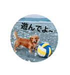 ダックスフンド 日常編（個別スタンプ：21）