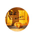 ダックスフンド 日常編（個別スタンプ：22）