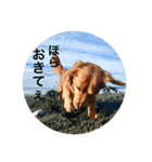 ダックスフンド 日常編（個別スタンプ：23）