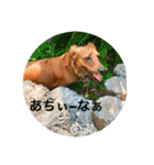 ダックスフンド 日常編（個別スタンプ：25）