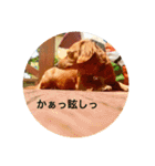 ダックスフンド 日常編（個別スタンプ：26）