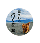 ダックスフンド 日常編（個別スタンプ：30）