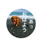 ダックスフンド 日常編（個別スタンプ：32）