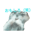 ハムちゃんうさちゃん金魚に鳥（個別スタンプ：12）