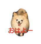 気まぐれなもこもこチワワのライチ（個別スタンプ：3）