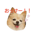 気まぐれなもこもこチワワのライチ（個別スタンプ：5）
