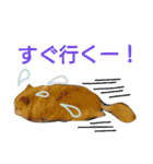 気まぐれなもこもこチワワのライチ（個別スタンプ：36）