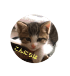 わが家のこうさん（個別スタンプ：1）