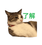 わが家のこうさん（個別スタンプ：2）