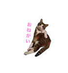 わが家のこうさん（個別スタンプ：3）