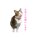 わが家のこうさん（個別スタンプ：6）