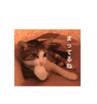 わが家のこうさん（個別スタンプ：8）