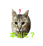 ベロネコこてん使えるメッセージスタンプ1（個別スタンプ：1）
