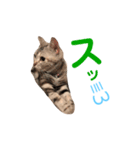 ルナ＆うり（個別スタンプ：13）