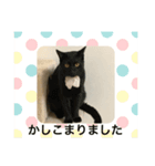 ワンニャン日常語（個別スタンプ：2）