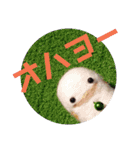 めきゅるきゅる(妖精)（個別スタンプ：17）