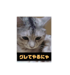 モフモフきなお（個別スタンプ：2）