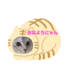 モフモフきなお（個別スタンプ：6）