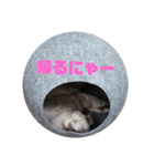 モフモフきなお（個別スタンプ：7）