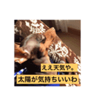 ぷろたん（個別スタンプ：1）