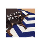 ぷろたん（個別スタンプ：4）