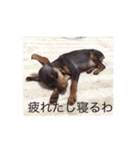 ぷろたん（個別スタンプ：6）