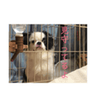 こぐとひぐの会話スタンプ（個別スタンプ：12）