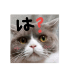 我が家の福まるちゃん（個別スタンプ：5）