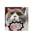 我が家の福まるちゃん（個別スタンプ：7）