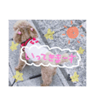 こばみれさんの家族（個別スタンプ：1）