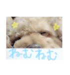 こばみれさんの家族（個別スタンプ：5）